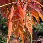 Acer Palmatum 'Hosoba Koshimino' - Érable du Japon