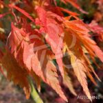Acer Palmatum 'Hosoba Koshimino' - Érable du Japon