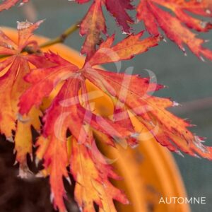 Acer Palmatum 'Kaga Sudare' - Érable du Japon