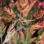 Acer Palmatum 'Kaga Sudare' - Érable du Japon