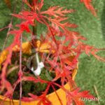 Acer Palmatum 'Kaga Sudare' - Érable du Japon