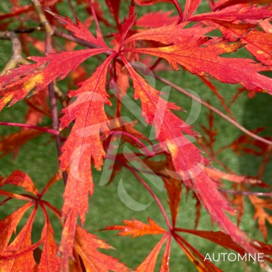 Acer Palmatum 'Kaga Sudare' - Érable du Japon