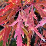 Acer Palmatum 'Kaga Sudare' - Érable du Japon