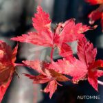 Acer Palmatum 'Kingsville Variegated' - Érable du Japon