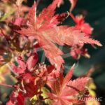 Acer Palmatum 'Kingsville Variegated' - Érable du Japon