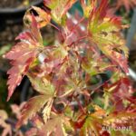 Acer Palmatum 'Kingsville Variegated' - Érable du Japon