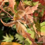 Acer Palmatum 'Kingsville Variegated' - Érable du Japon