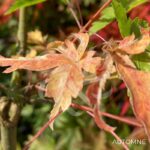 Acer Palmatum 'Kingsville Variegated' - Érable du Japon