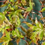 Acer Palmatum 'Kingsville Variegated' - Érable du Japon