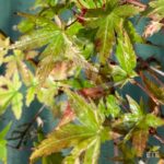 Acer Palmatum 'Kingsville Variegated' - Érable du Japon