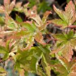 Acer Palmatum 'Kingsville Variegated' - Érable du Japon