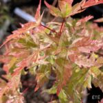 Acer Palmatum 'Kingsville Variegated' - Érable du Japon