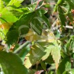 Acer Palmatum 'Kingsville Variegated' - Érable du Japon