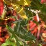 Acer Palmatum 'Kingsville Variegated' - Érable du Japon