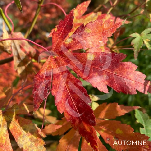 Acer Palmatum 'Kristin's Star' - Érable du Japon
