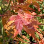 Acer Palmatum 'Kristin's Star' - Érable du Japon