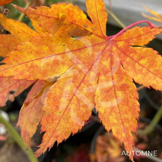 Acer Palmatum 'Kuzu' - Érable du Japon