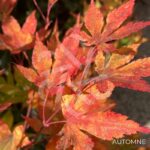 Acer Palmatum 'Kuzu' - Érable du Japon