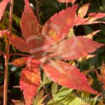 Acer Palmatum 'Kuzu' - Érable du Japon