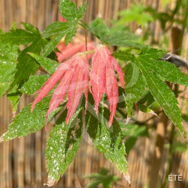 Acer Palmatum 'Kuzu' - Érable du Japon