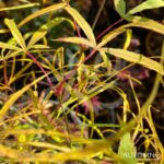 Acer palmatum 'Kyogoku Shidare' - Érable du Japon