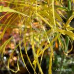 Acer palmatum 'Kyogoku Shidare' - Érable du Japon