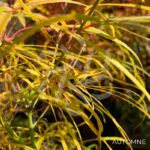 Acer palmatum 'Kyogoku Shidare' - Érable du Japon