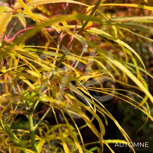 Acer palmatum 'Kyogoku Shidare' - Érable du Japon