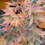 Acer Palmatum 'Little Cindy' - Érable du Japon