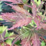 Acer Palmatum 'Little Cindy' - Érable du Japon