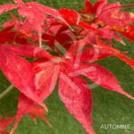 Acer palmatum 'Malon' - Érable du Japon