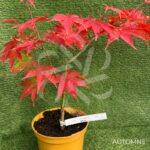 Acer palmatum 'Malon' - Érable du Japon