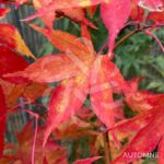 Acer palmatum 'Malon' - Érable du Japon