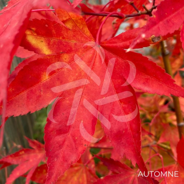 Acer palmatum 'Malon' - Érable du Japon