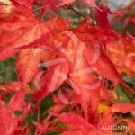Acer palmatum 'Malon' - Érable du Japon