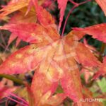 Acer palmatum 'Malon' - Érable du Japon