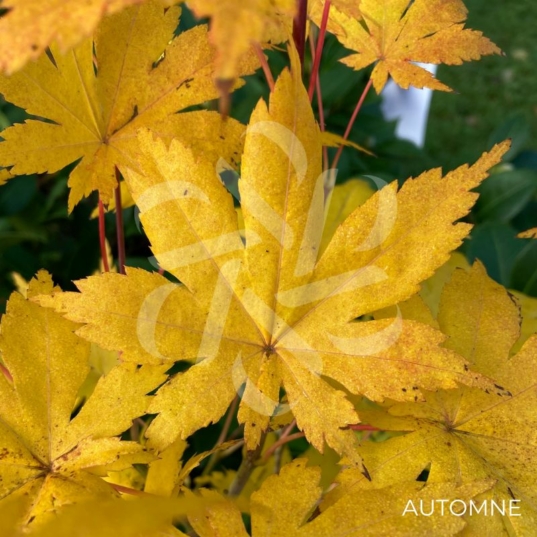 Acer palmatum 'Meoto' - Érable du Japon