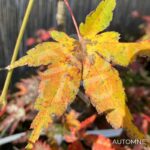 Acer Palmatum 'Nanase Gawa' - Érable du Japon