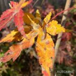 Acer Palmatum 'Nanase Gawa' - Érable du Japon