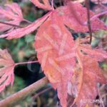 Acer palmatum 'Ogi Nagashi' - Érable du Japon
