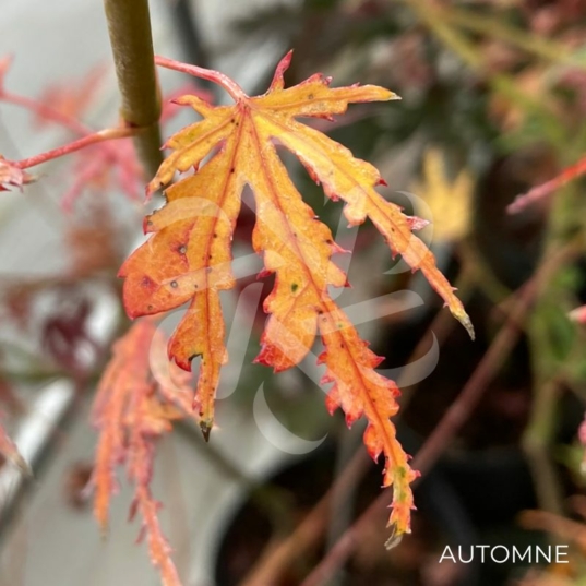 Acer palmatum 'Ogi Nagashi' - Érable du Japon