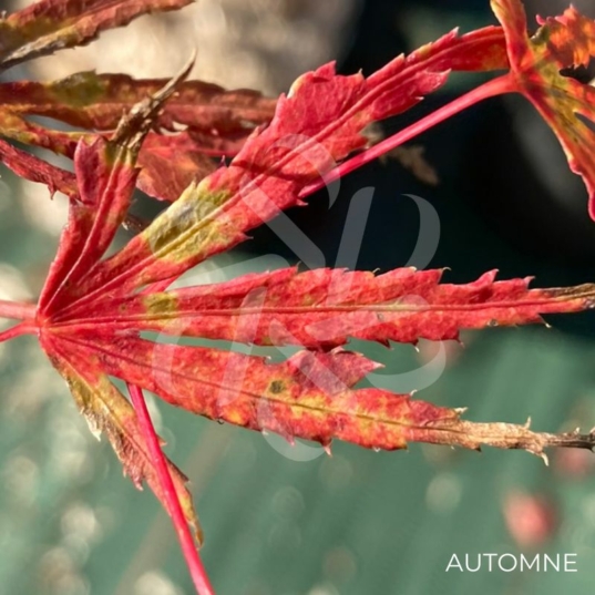 Acer Palmatum 'Ogi No Nagare' - Érable du Japon