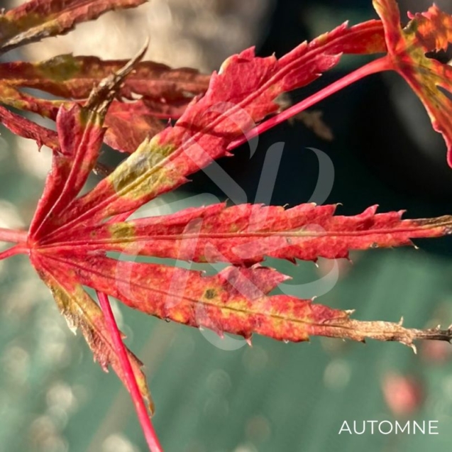 Acer Palmatum 'Ogi No Nagare' - Érable du Japon