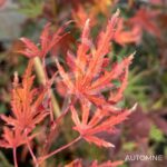 Acer Palmatum 'Ogi No Nagare' - Érable du Japon