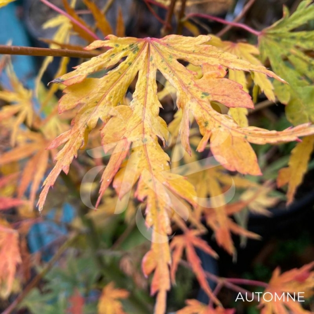 Acer Palmatum 'Ogi No Nagare' - Érable du Japon