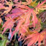 Acer Palmatum 'Ogi No Nagare' - Érable du Japon