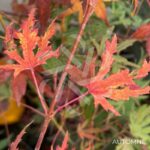 Acer Palmatum 'Ogi No Nagare' - Érable du Japon
