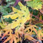 Acer Palmatum 'Ogi No Nagare' - Érable du Japon