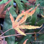 Acer Palmatum 'Ogi No Nagare' - Érable du Japon