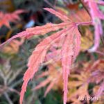Acer Palmatum 'Ogi No Nagare' - Érable du Japon